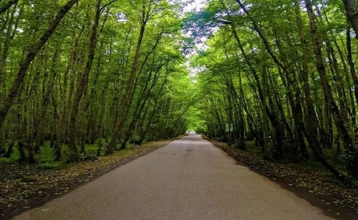 نابترین چشماندازهای طبیعی در تالش ؛ از آبشارهای زیبا تا درختان سربه فلک کشیده