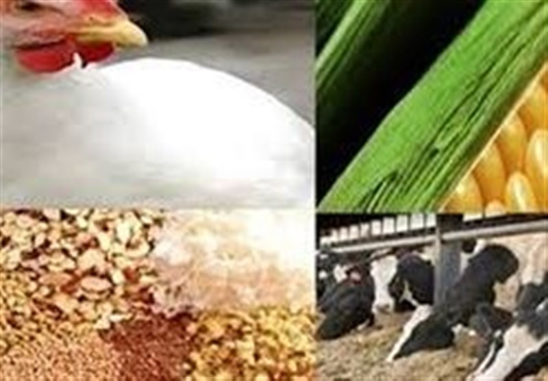 ایجاد 65 زنجیره تولید در صنعت دامپروری کشور
