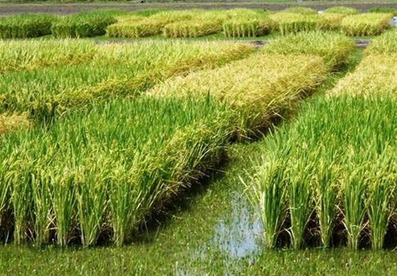 پیش بینی 71 میلیارد تومان اعتبار برای اجرای جهش تولید برنج