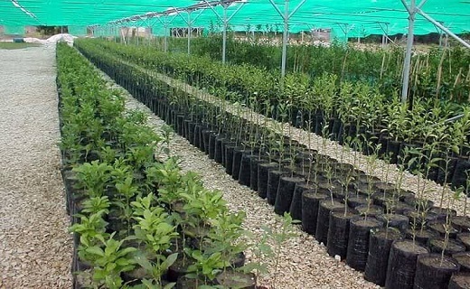 حفظ سرسبزی گیلان در گرو کاشت و داشت درختان