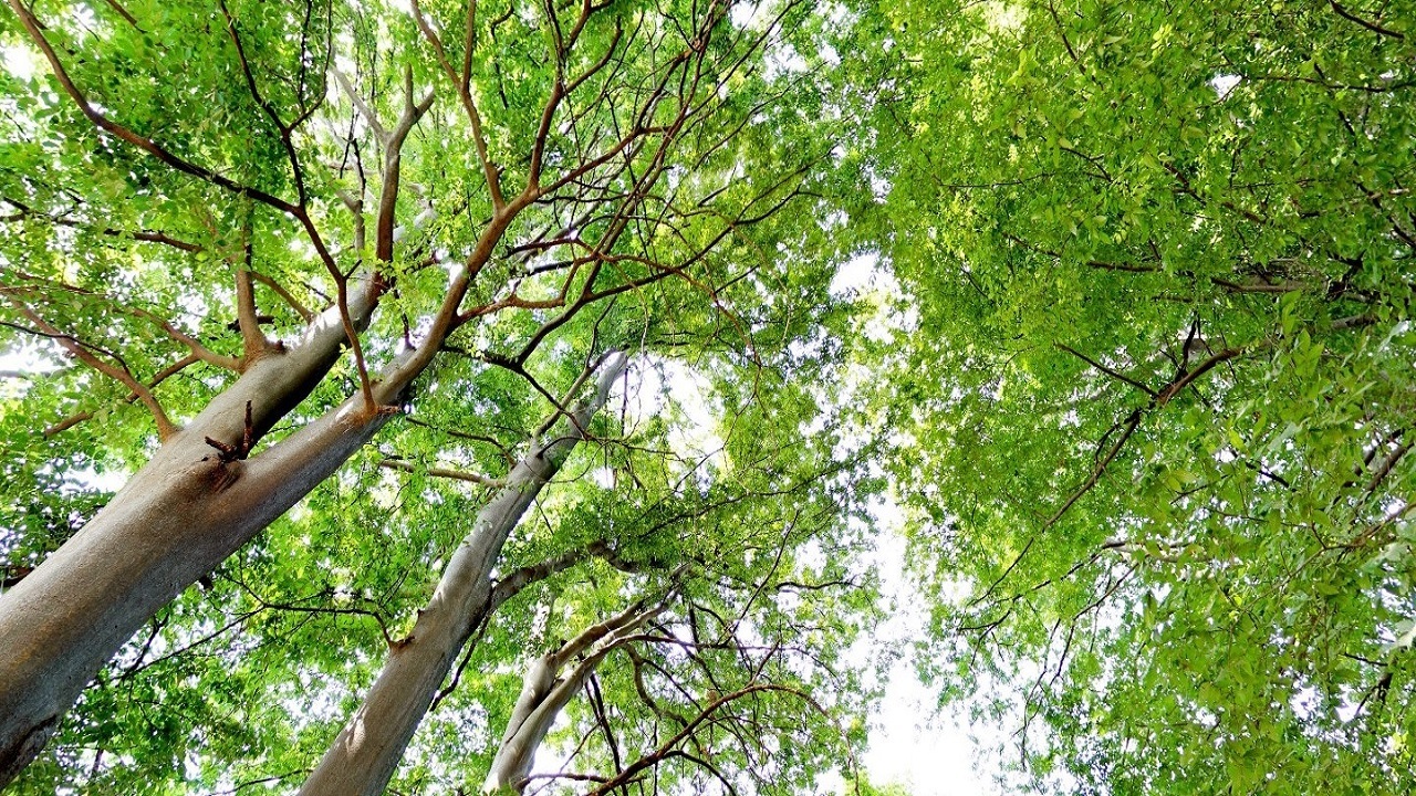 حفظ سرسبزی گیلان در گرو کاشت و داشت درختان