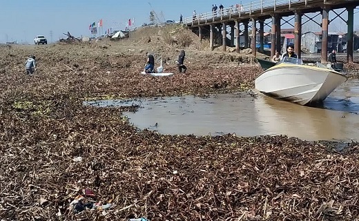 پاکسازی زیر پل نهنگ روگای انزلی از سنبل آبی