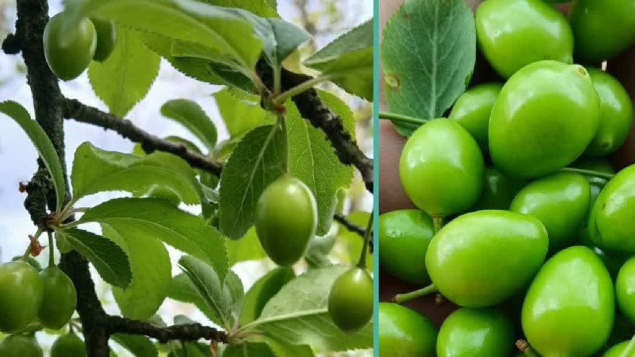 به ثمر نشستن درختان آلوچه در گیلان + تصاویر
