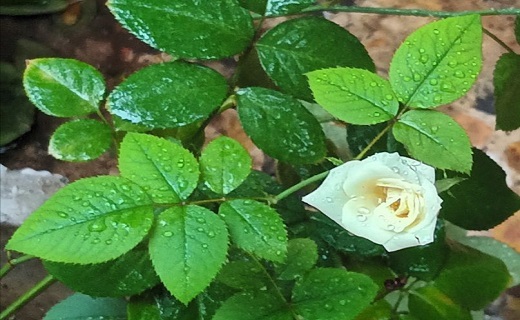 نوبهار است در آن کوش که خوشدل باشی