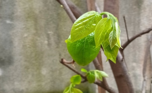 نوبهار است در آن کوش که خوشدل باشی
