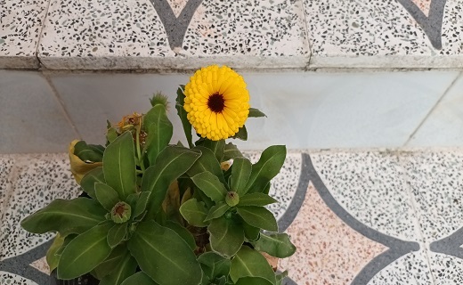 نوبهار است در آن کوش که خوشدل باشی