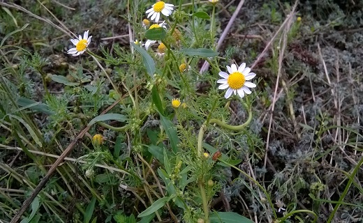 نوبهار است در آن کوش که خوشدل باشی