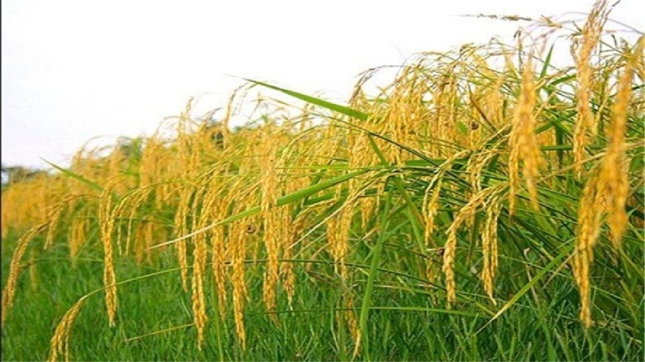 توزیع ۸۰۰تن بذر گواهی شده برنج در گیلان