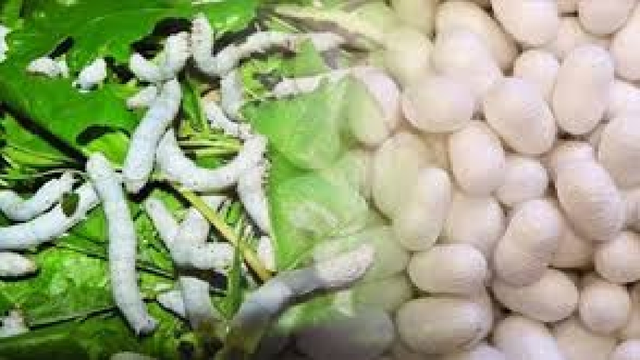 بیش از ۱۵ هزار جعبه تخم نوغان در گیلان توزیع می شود