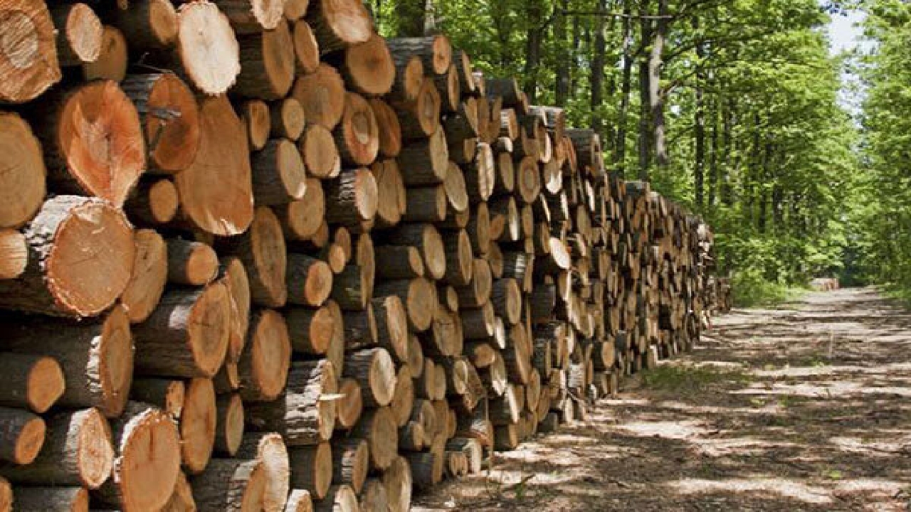 کشف ۵ تن چوب قاچاق در سیاهکل