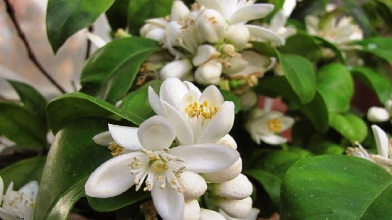 پیچش عطر شکوفه های بهار نارنج در کوچه پس کوچه های گیلان