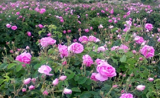 پیچش گل محمدی در اقتصاد گیلان/ منتشر نشود