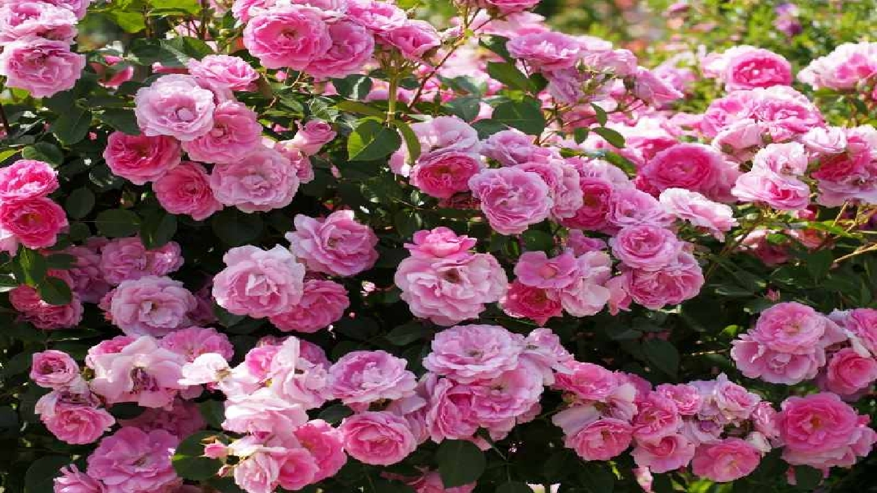 پیچش عطر گل محمدی در اقتصاد گیلان