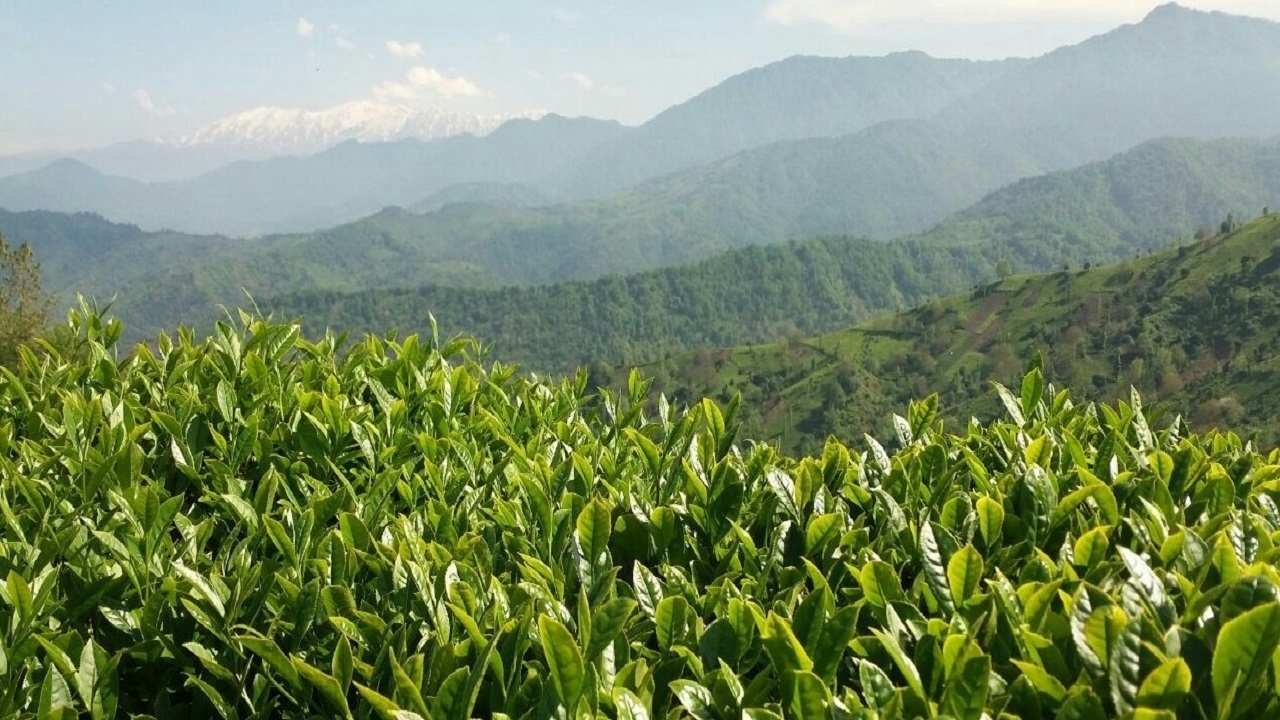 خرید بیش از ۲۵ هزار تن برگ سبز چای از چایکاران شمال