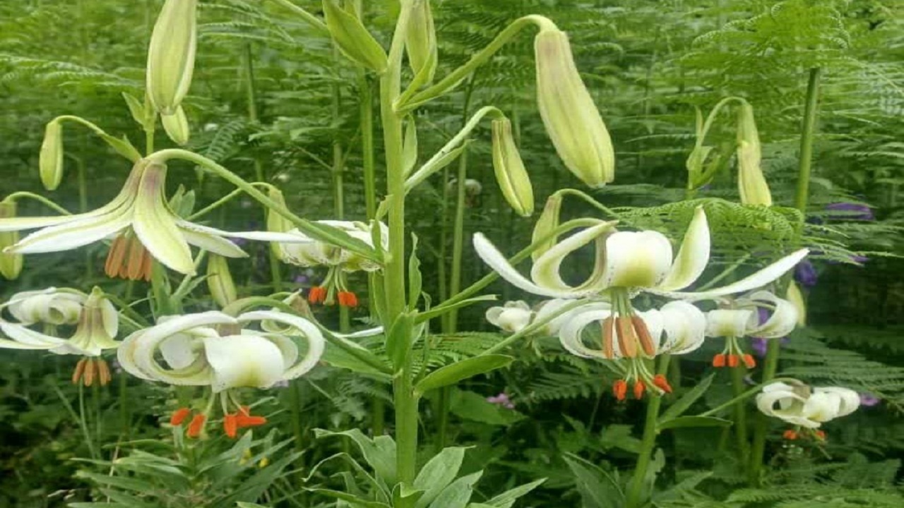 جلوه گری گل کمیاب سوسن چلچراغ در گیلان