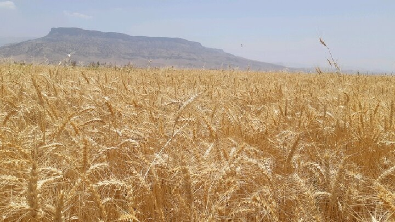 آغاز برداشت گندم و جو در گیلان