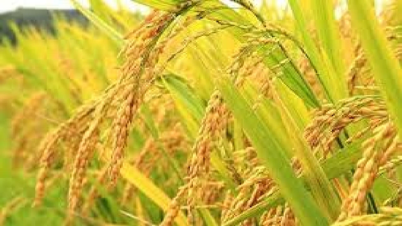 طرح جهش تولید برنج برای نخستین بار در گیلان اجرایی شد