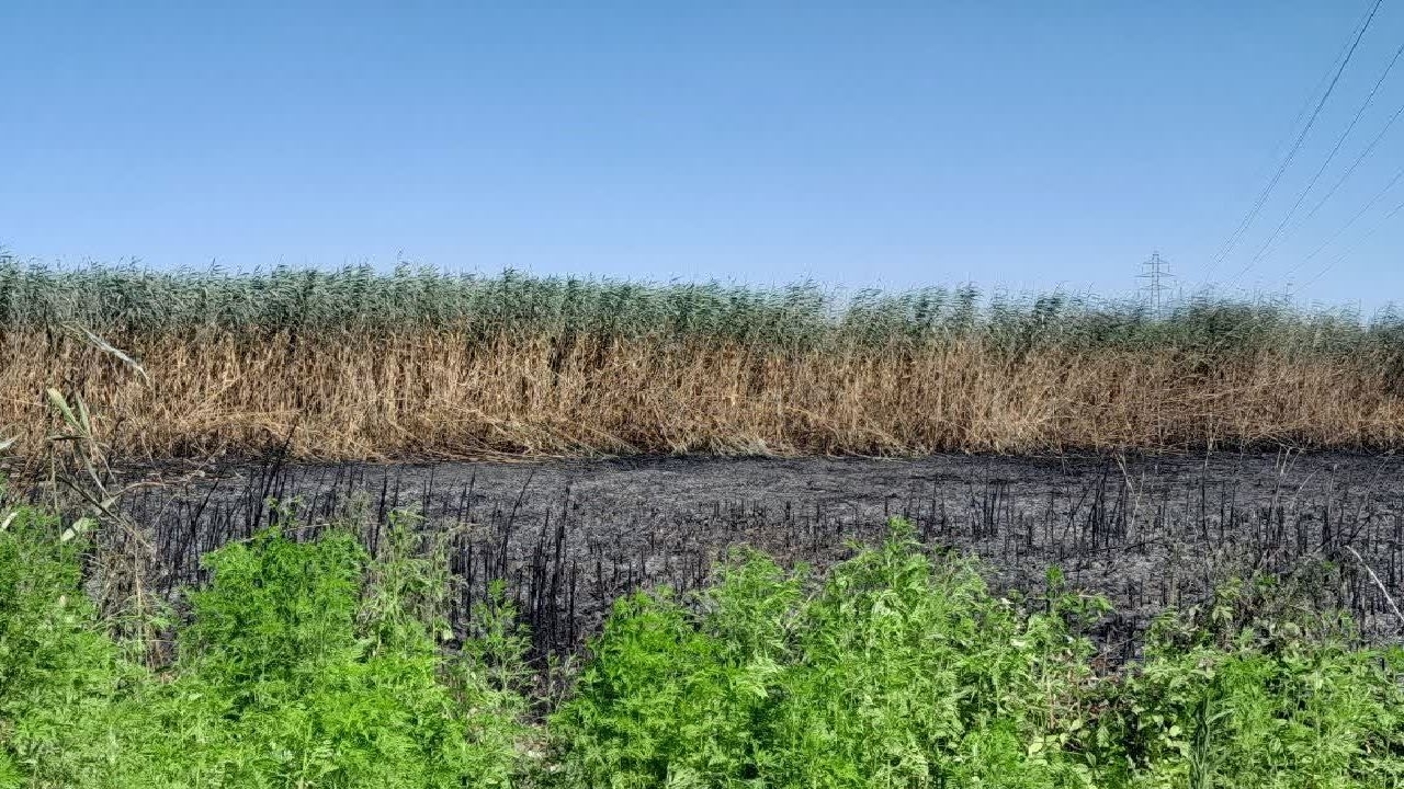 مهار آتش سوزی بخشی از تالاب بین المللی انزلی