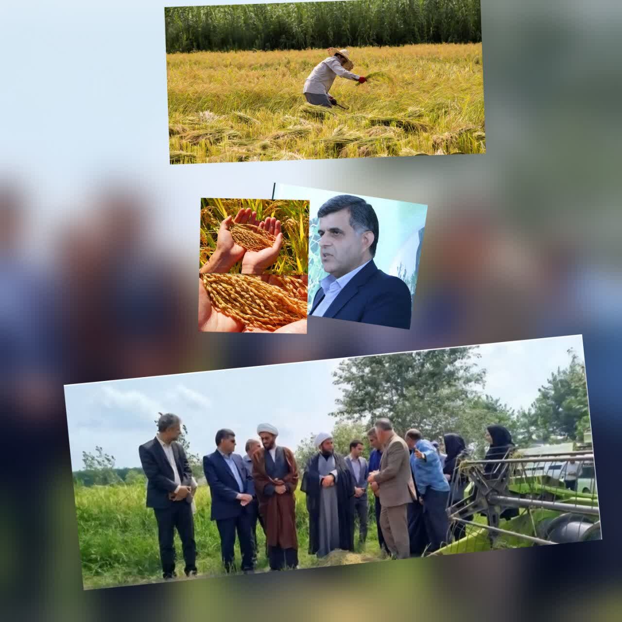 برداشت برنج در شهرستان آستانه اشرفیه بدون بحران آبی فصل