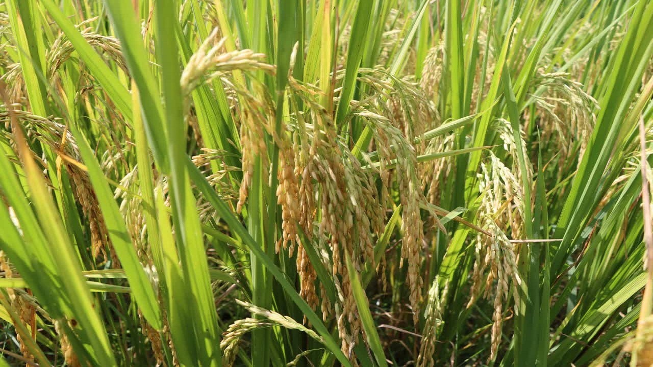 رونمایی از ۳ گونه جدید پرمحصول برنج ایرانی در رشت