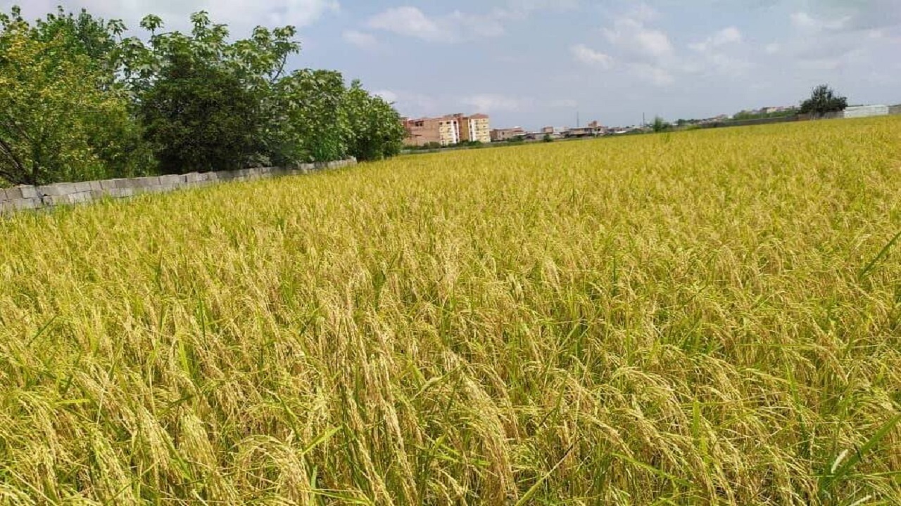 پیش بینی افزایش ۵ درصدی تولید برنج در گیلان