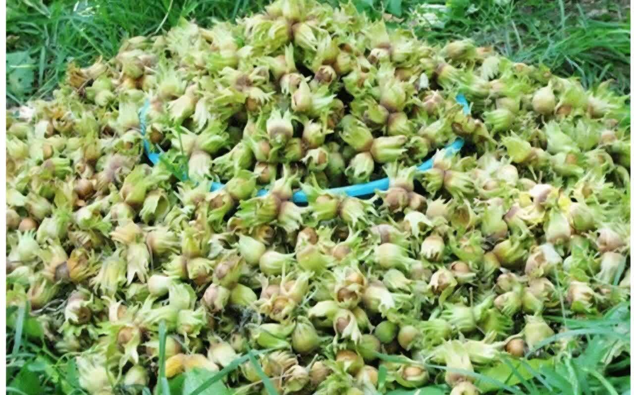 برداشت نوبرانه فندق از باغ‌های گیلان آغاز شد