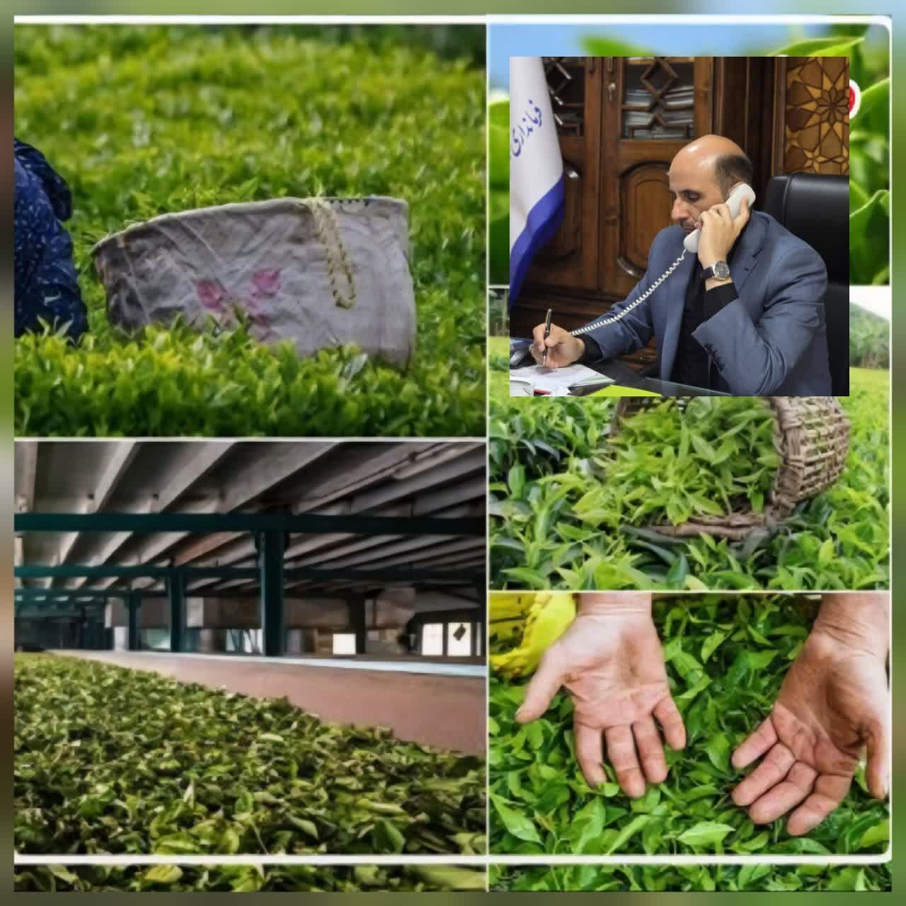تا اکنون ۱۶۰ میلیارد تومان از مطالبات چایکاران لاهیجانی پرداخت شد