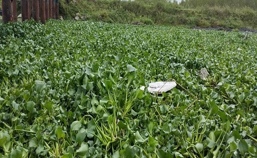 پاکسازی زیر پل نهنگ روگای انزلی از سنبل آبی + فیلم و تصاویر