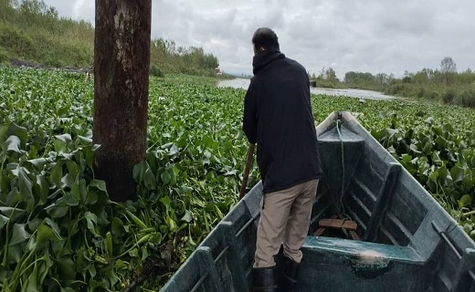 پاکسازی زیر پل نهنگ روگای انزلی از سنبل آبی + فیلم و تصاویر