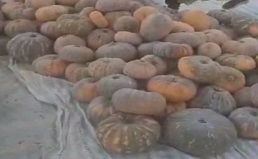 کشت سودآور کدو در باغ‌های صومعه سرا