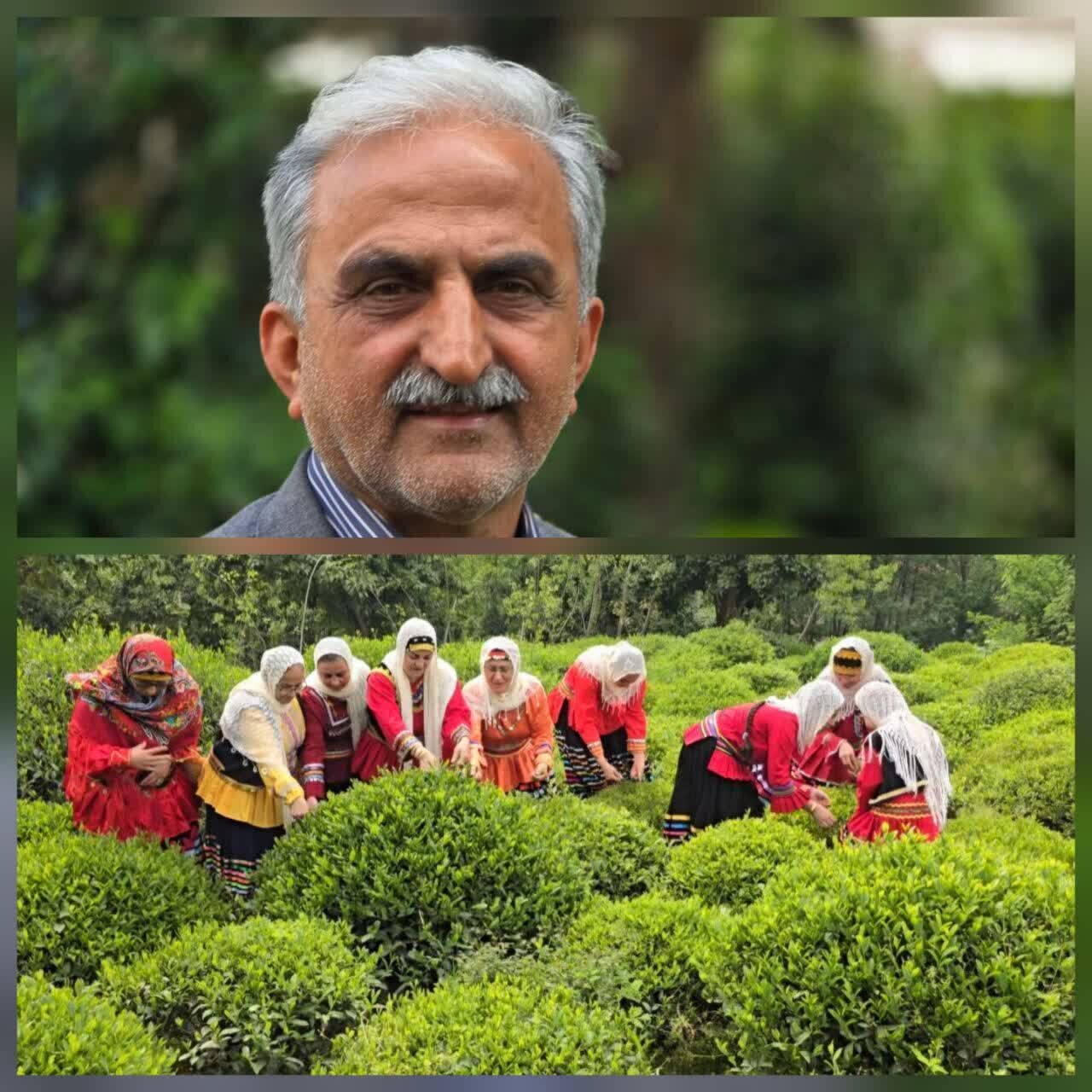 تولید بیش از ۱۹ هزار تُن چای خشک در شمال کشور