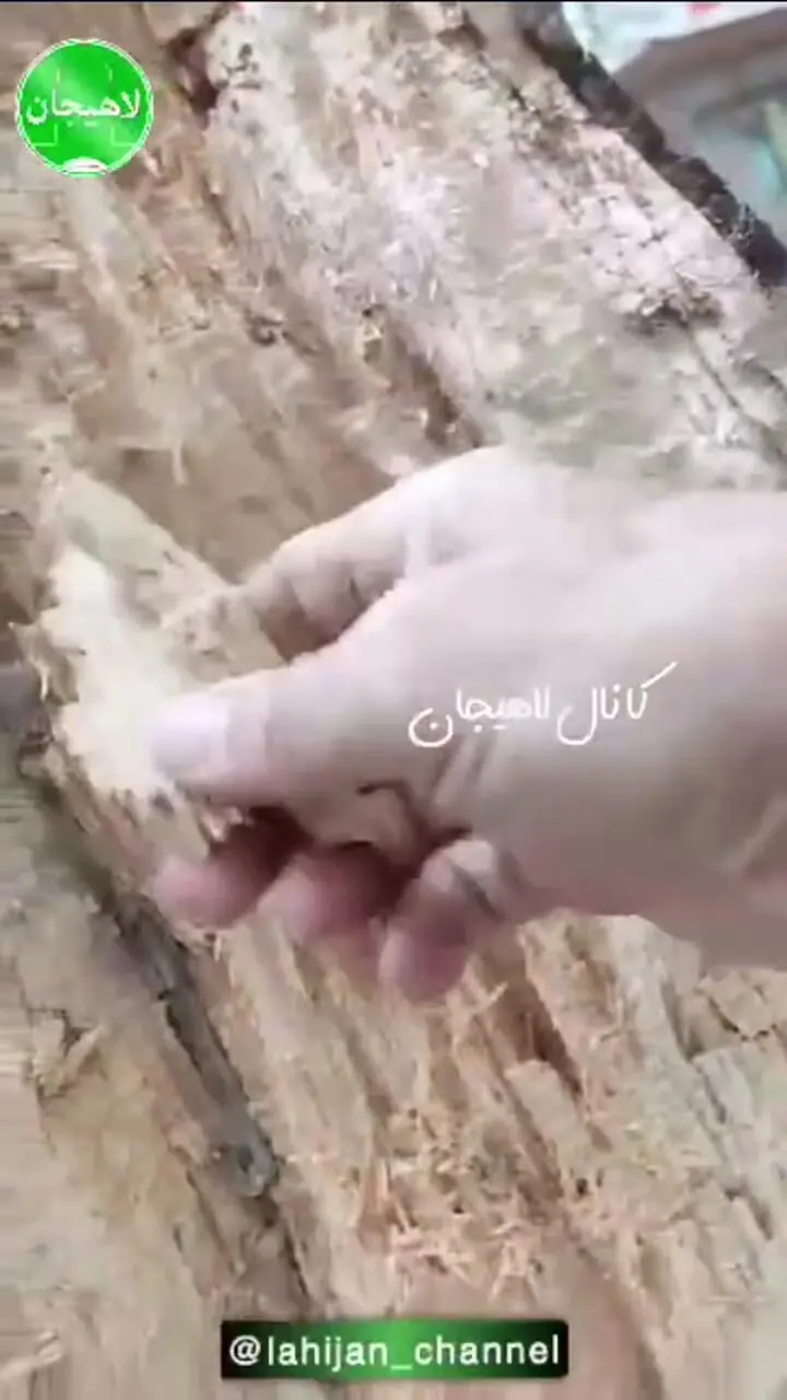 سقوط درخت چنار در خیابان انقلاب لاهیجان / ۲ نفر مصدوم شدند