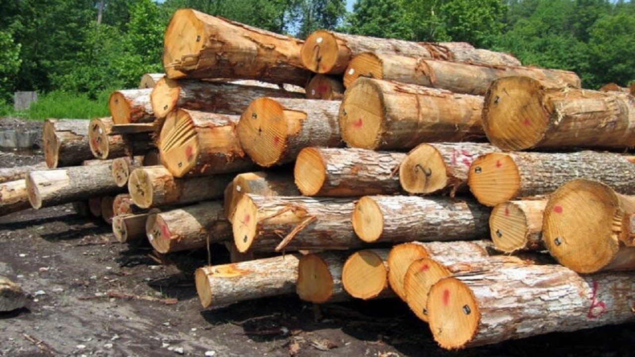 کشف ۷ تن چوب قاچاق درخت صنوبر در رضوانشهر