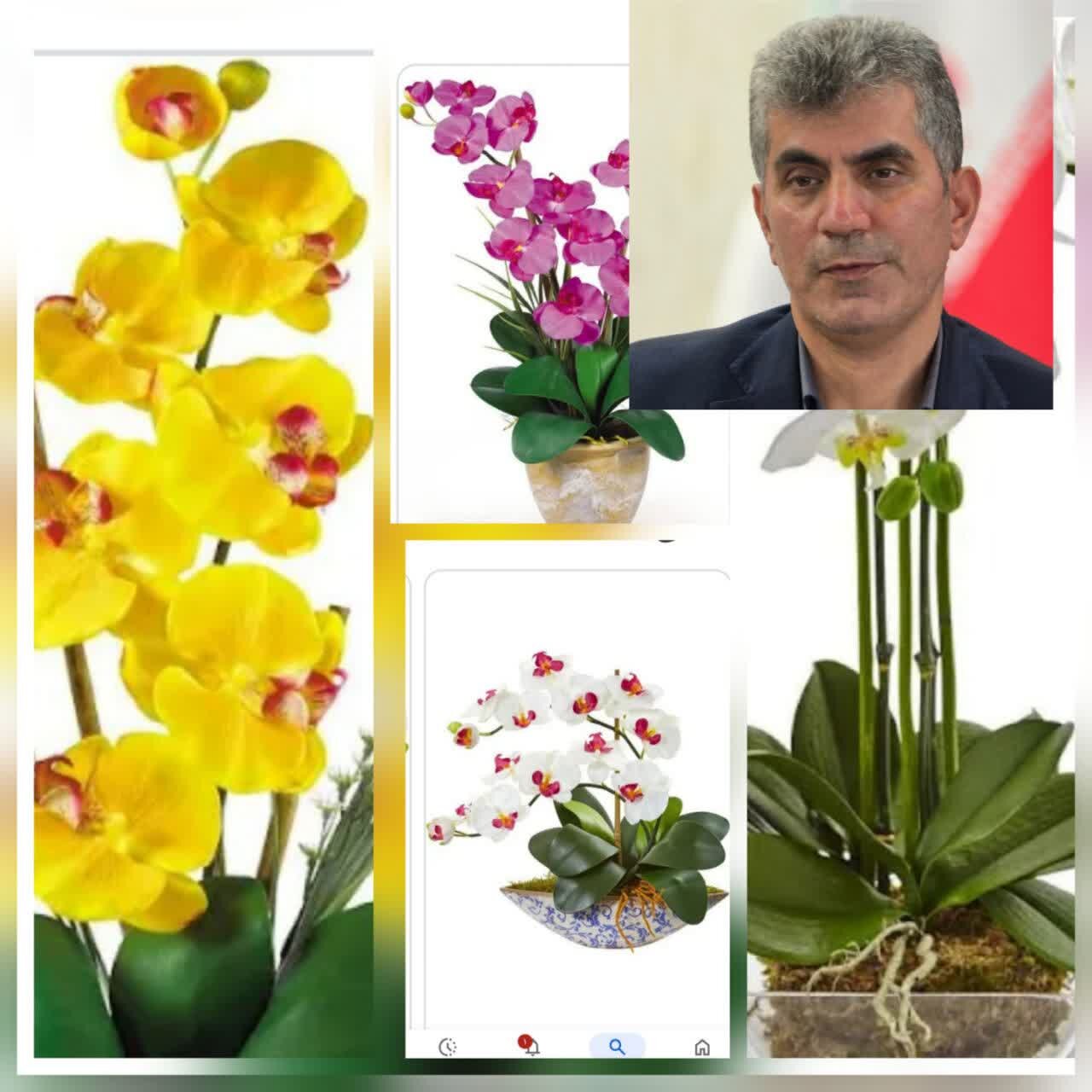 پیش بینی تولید ۱۶ میلیون شاخه گل ارکیده در کشور