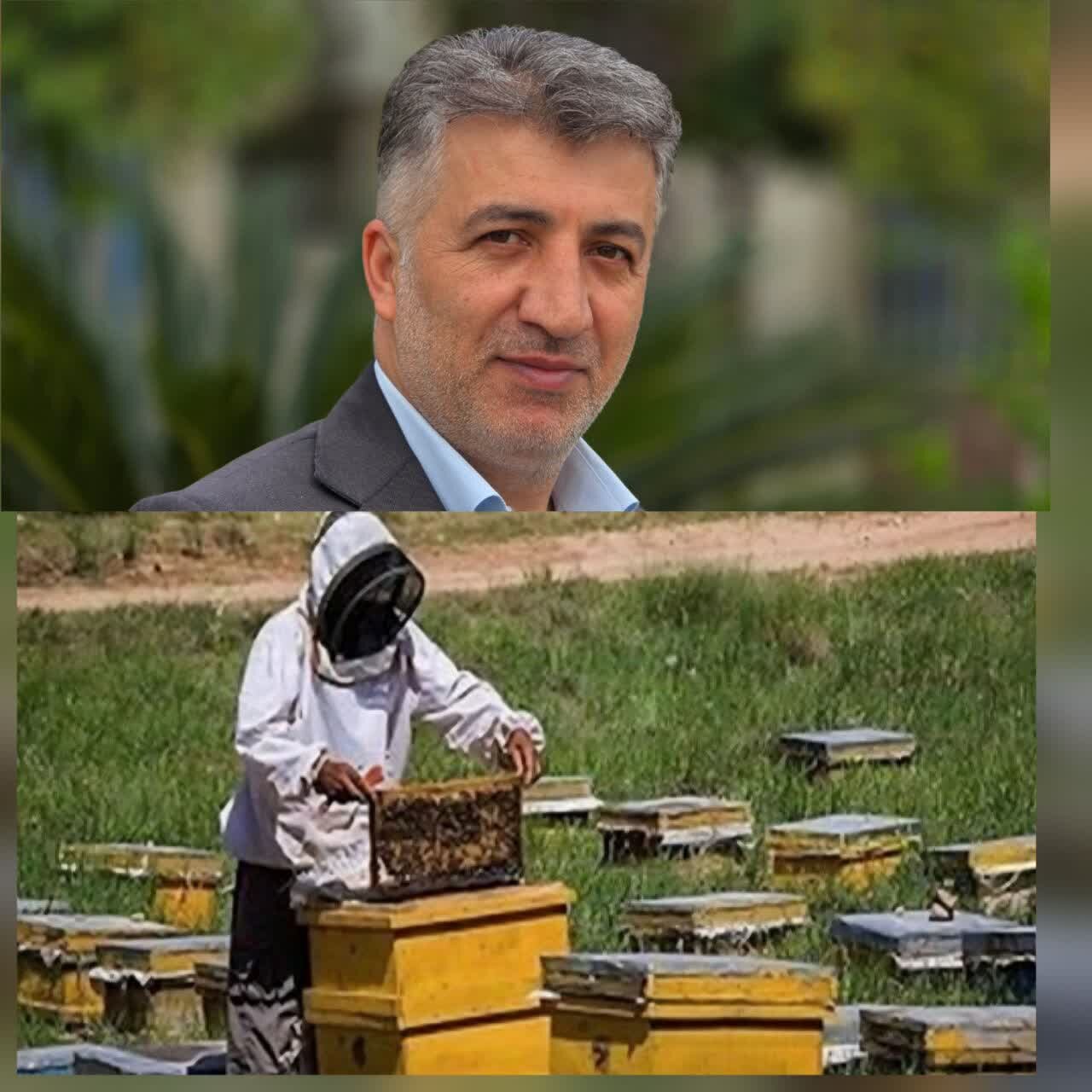 ۸۰ تُن عسل از زنبورستان‌های لنگرود برداشت شد