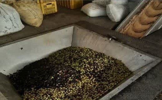 مشکلات زیست‌محیطی کارخانه‌های زیتون منجیل