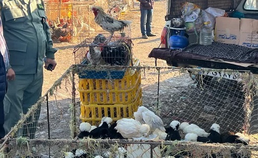 پایش دوره‌ای بازار‌های محلی گیلان برای حفظ سلامت زیست بوم