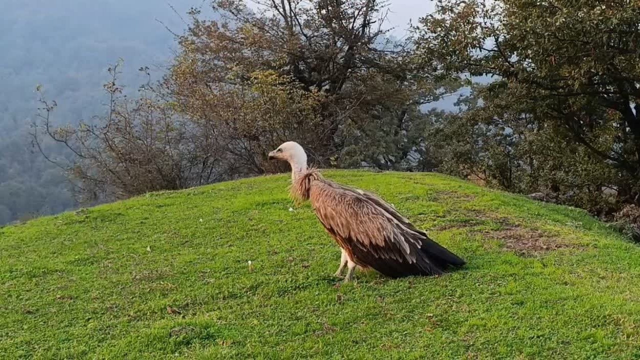 پرواز دوباره یک کرکس بر فراز ارتفاعات آستارا+ فیلم