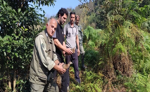 رهاسازی قرقاول‌ها در زیستگاه طبیعی املش