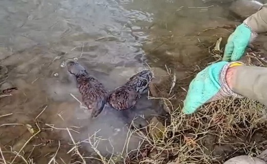 بازگشت شنگ‌های نجات‌ یافته به آغوش طبیعت