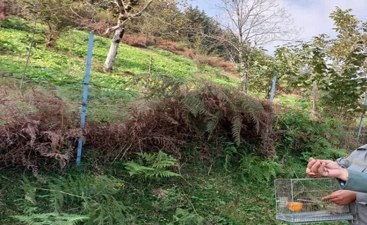 رهاسازی ۱۰ قطعه چکاوک در زیستگاه‌های تالش