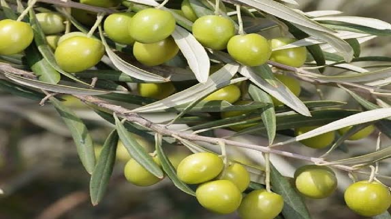 روزی به نام زیتون، رودبار قطب تولید و مرکز تجارت این محصول در کشور