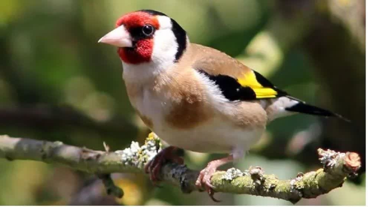 رهاسازی ۵۰ قطعه سهره طلایی و چکاوک در زیستگاه‌های آستارا