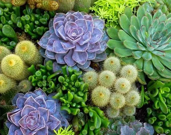 تولید ۶۹ میلیون گیاه زینتی در گیلان و صادرات به هشت کشور