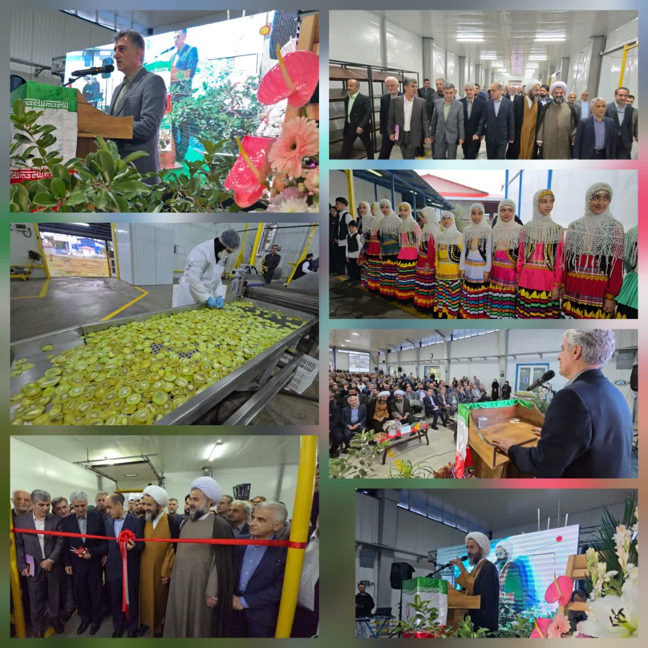 افتتاح واحد تولیدی کیوی به پاستیل در رودسر