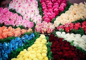 تولید بیش از ۶۹ میلیون تن گیاهان زینتی در گیلان /چابکسر پایتخت تولید درختچه های زینتی