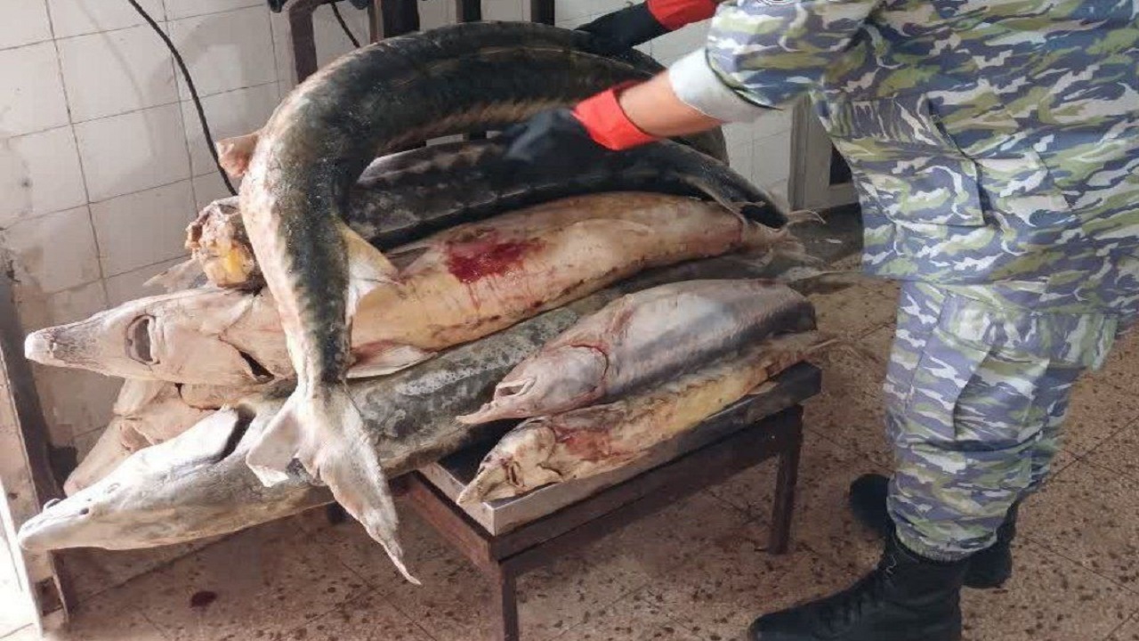 کشف ماهی خاویاری در لنگرود