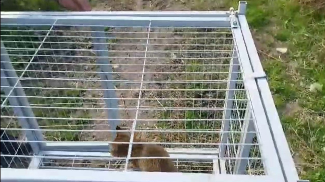 نجات گربه وحشی از تله مرگ در خمام + فیلم نجات گربه وحشی از تله مرگ در خمام + فیلم