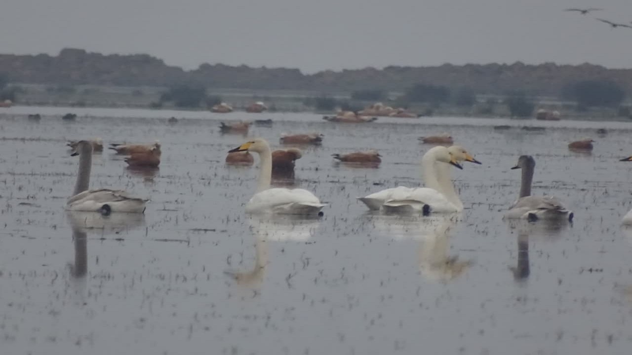 پارک ملی بوجاق، میزبان نخستین گروه قو‌ها و غاز‌های مهاجر