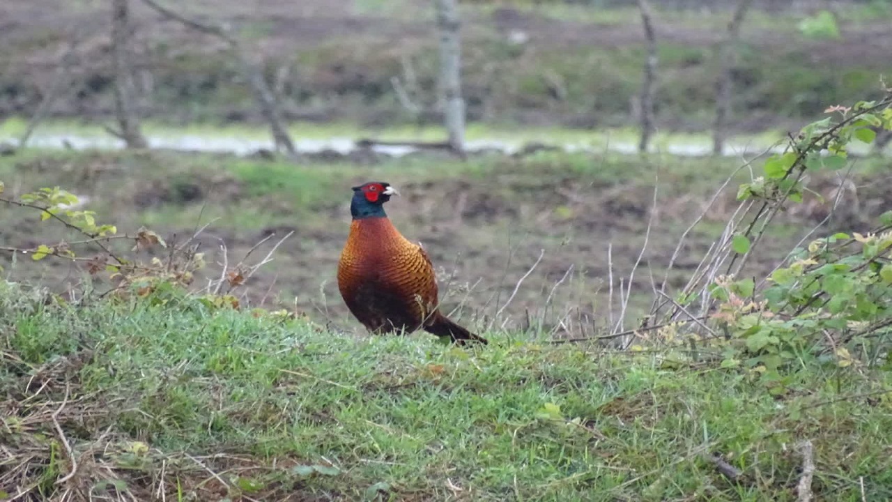 افزایش جمعیت قرقاول‌ها در پارک ملی بوجاق